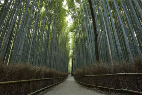 A Floresta de Bambu das Nuvens - Uma Sinfonia Verde e uma Odisseia Misteriosa para a Alma!