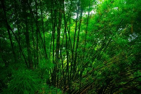 A Floresta de Bambu Verde - Uma Imersão Refrescante em Meio à Natureza Chinês