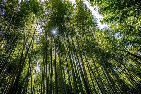  A Maravilhosa Floresta de Bambus de Xinyu - Um Refúgio Verde e Uma Sinfonia Natural!