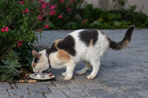 Can I Feed My Cat Chicken Everyday? And Why Do Cats Dream of Electric Mice?