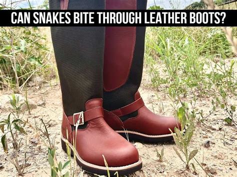 Can Snakes Bite Through Rubber Boots? And Why Do They Always Seem to Know When You’re Wearing Them?