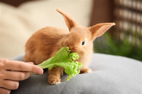 Can You Feed Rabbits Carrots? And Why Do They Love Them So Much?