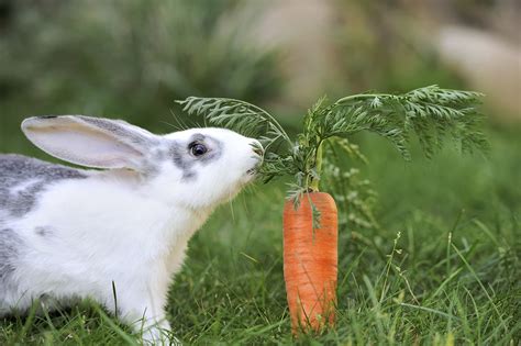 How Do Bunnies Feed Their Babies: And Why Do They Prefer Carrots Over Broccoli?