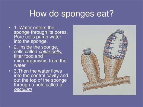 How Does a Sponge Feed? And Why Do They Never Get Invited to Dinner Parties?