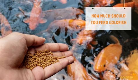 How Many Times Do You Feed Goldfish: A Dive into the Whimsical World of Aquatic Nutrition