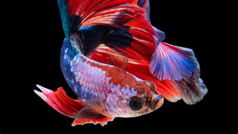 How Many Times to Feed a Betta Fish: A Dive into the Ocean of Unrelated Thoughts