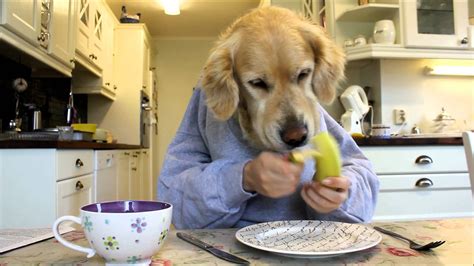 How Much to Feed a Golden Retriever Puppy and Why Bananas Might Be the Secret to Their Happiness