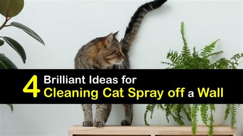 How to Clean Cat Spray Off Wall: A Comprehensive Guide to Tackling Feline Mishaps