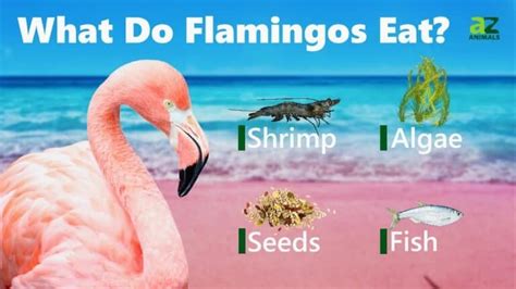 Is there carbon monoxide in natural gas, and why do flamingos turn pink when they eat shrimp?