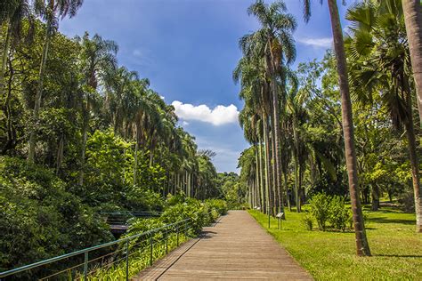  O Jardim Botânico de Maoming: Uma Jornada Encantadora Através da Flora Tropical!