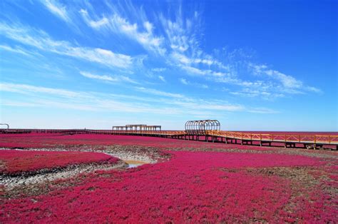 Parque Nacional de Panjin, Uma Explosão de Cores e Ecossistemas Únicos!