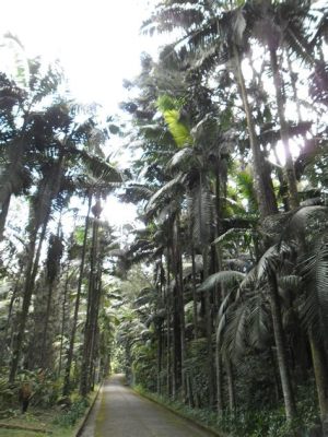 Parque da Amizade: Um Oásis Verde e Vibrante no Coração de Yiyang!