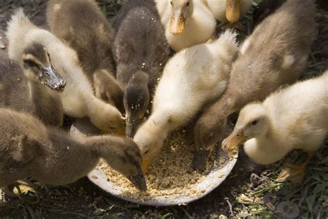 What Can I Feed Baby Ducks: A Journey Through Culinary Chaos and Avian Appetites