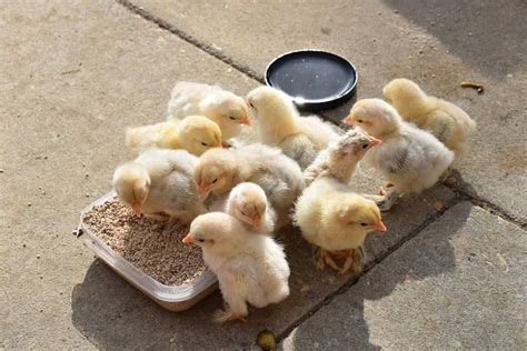 What do you feed baby chicks, and why do they dream of flying before they can walk?