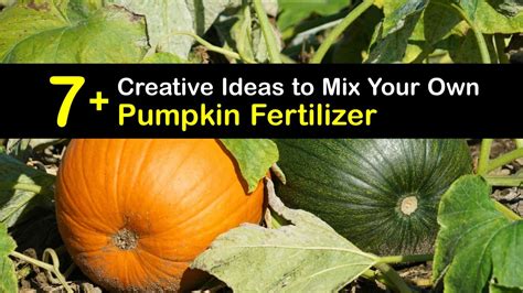 What Fertilizer for Pumpkins: Unearthing the Secrets of Soil Alchemy