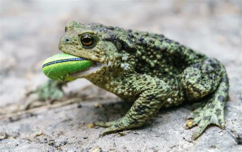 What to Feed Toads: A Journey Through Culinary Curiosities and Ecological Insights