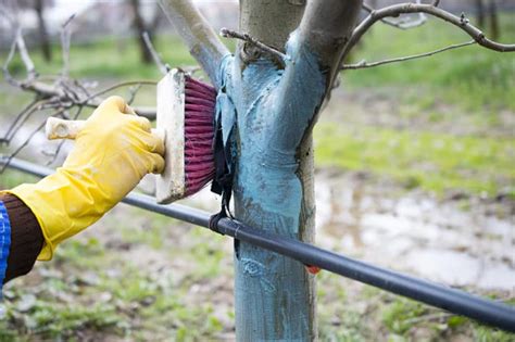 When to Spray Copper Fungicide on Peach Trees: A Comprehensive Guide and the Curious Case of Moonlit Orchard Walks