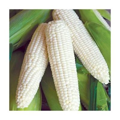 Where to Buy Feed Corn in Bulk: Exploring the Cornucopia of Options and the Mysteries of Corn-Based Time Travel