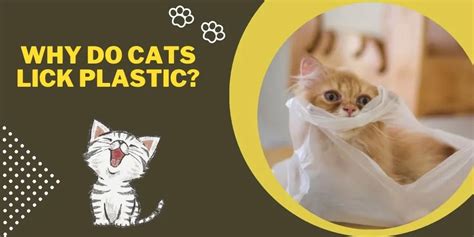 Why Do Cats Lick Plastic? And Why Do They Sometimes Stare at Walls?